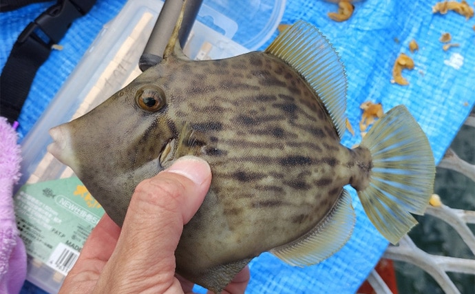 須磨海釣り公園で陸っぱりカワハギ釣りに挑戦【兵庫】エサ取りに苦戦も本命5匹を手中!