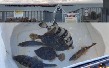 須磨海釣り公園で陸っぱりカワハギ釣りに挑戦【兵庫】エサ取りに苦戦も本命5匹を手中!