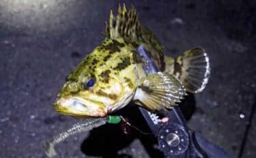 「オフシーズンに期待は禁物だった？」 大阪湾奥ライトゲーム釣行で3連続ボウズ