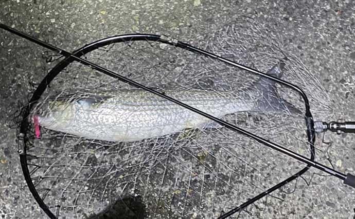 「オフシーズンに期待は禁物だった？」 大阪湾奥ライトゲーム釣行で3連続ボウズ