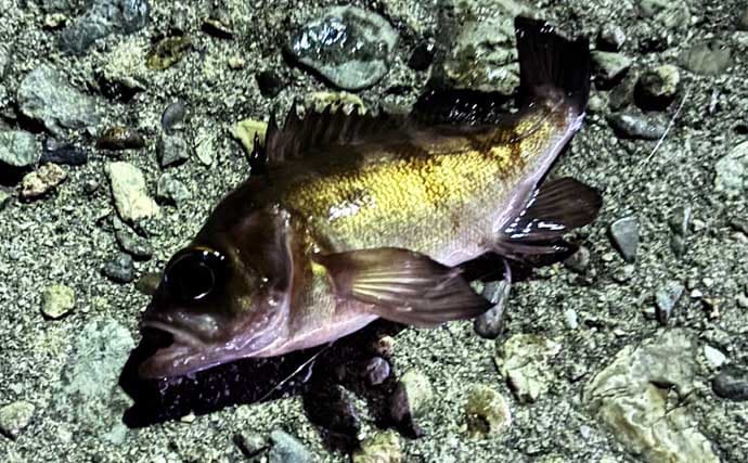 「オフシーズンに期待は禁物だった？」 大阪湾奥ライトゲーム釣行で3連続ボウズ