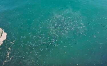 女川港のイワシサビキ釣りで2時間60尾の入れ食いを堪能【宮城】海面が騒ぐほどの群れ来襲