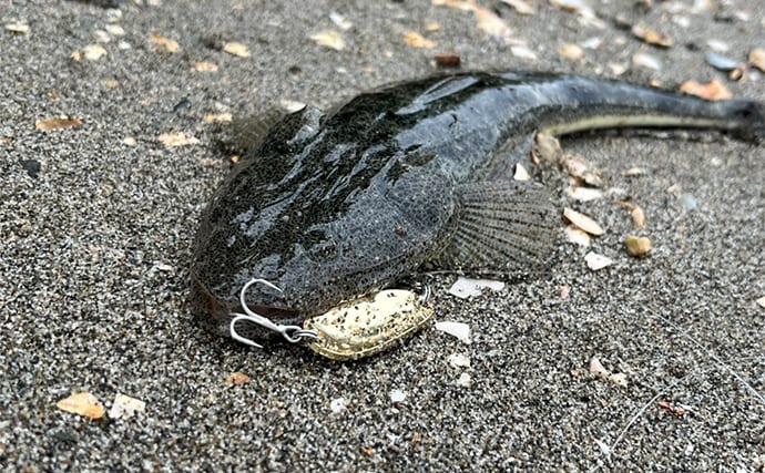 信頼と実績の「ダイソースプーン」ルアーでマゴチ連打【静岡】黒塗りカスタムが的中?