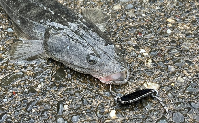信頼と実績の「ダイソースプーン」ルアーでマゴチ連打【静岡】黒塗りカスタムが的中?