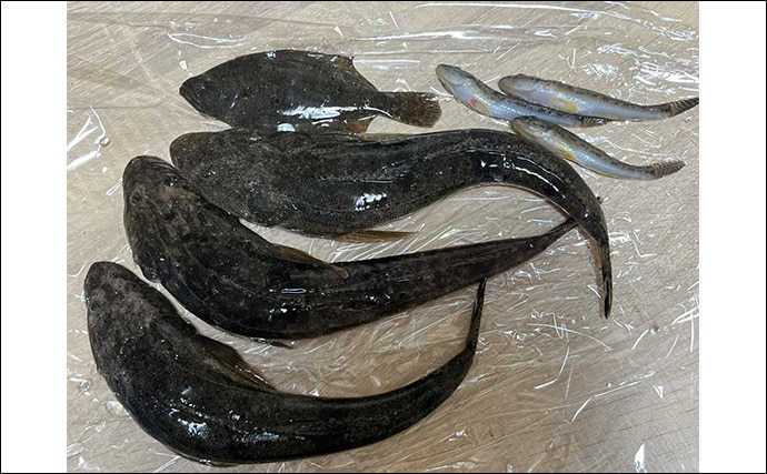 信頼と実績の「ダイソースプーン」ルアーでマゴチ連打【静岡】黒塗りカスタムが的中?