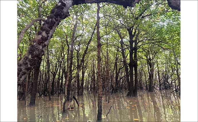 石垣島「マングローブ・カヤックフィッシング」完全ガイド　とびきりの非日常感！