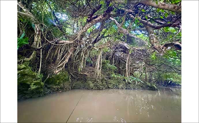 石垣島「マングローブ・カヤックフィッシング」完全ガイド　とびきりの非日常感！