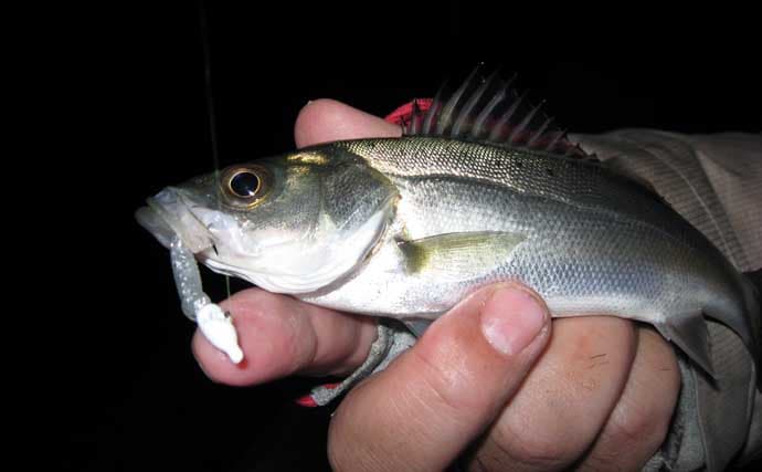 「難易度マックスだからこそ面白い！」 アミパターンのシーバスゲーム攻略法