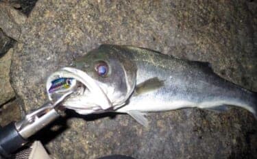 「難易度マックスだからこそ面白い！」 アミパターンのシーバスゲーム攻略法