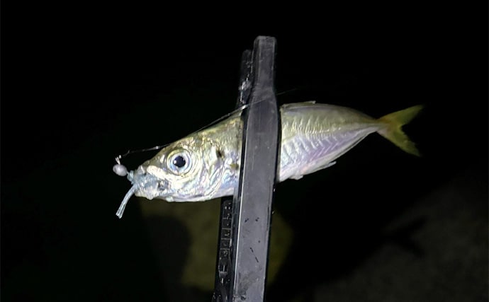 アジングからメバリングへの切り替え時期はいつ？　海水温から考えてみる