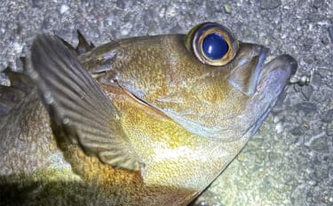 アジングからメバリングへの切り替え時期はいつ? 海水温から考えてみる