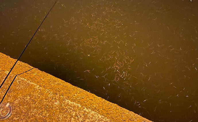 「夜の三刀流」がオススメ？　バチ抜けシーズンの陸っぱりルアー釣りの楽しみ方