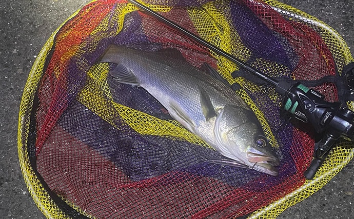 「夜の三刀流」がオススメ？　バチ抜けシーズンの陸っぱりルアー釣りの楽しみ方