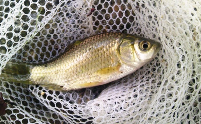 身近な魚「フナ」のすごい特技とは？　凍った水の中でも生き続けられるのにはワケがあった