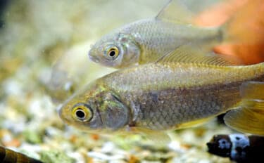 身近な魚「フナ」のすごい特技とは？　凍った水の中でも生き続けられるのにはワケがあった
