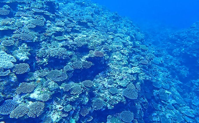 2100年までにほぼ全ての「サンゴ礁」が成長不能になる？ 沿岸の浸水リスクに深刻な影響も