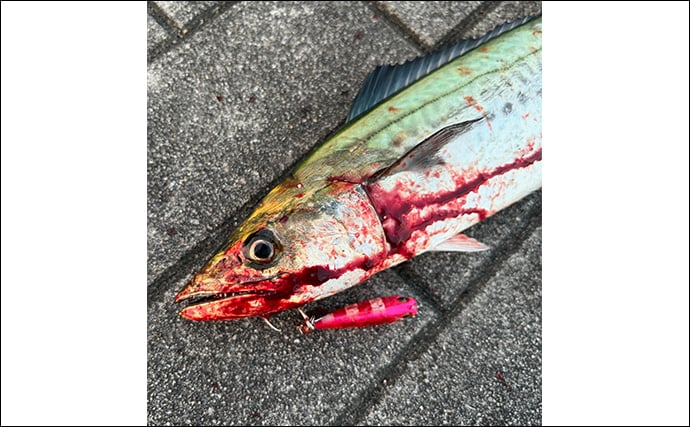 シーサイドコスモでのサゴシゲームで大苦戦【大阪】連日の人的プレッシャーが原因？