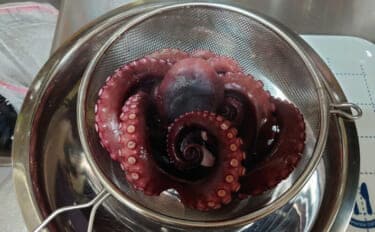 タコの養殖技術が大きく前進 エサを包んで与えると成長が促進される?