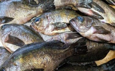 西能美島の波止メバリングで20～24cmメバル連発【広島】アジマストとシラスヘッドの仕掛けに好反応
