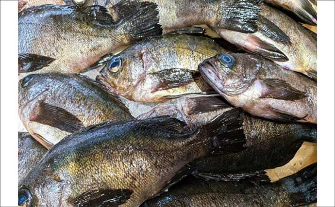 西能美島の波止メバリングで20～24cmメバル連発【広島】アジマストとシラスヘッドの仕掛けに好反応