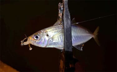 大阪南港フェリーターミナルでアジングが好調！ わずか20分間で「ツ抜け」達成