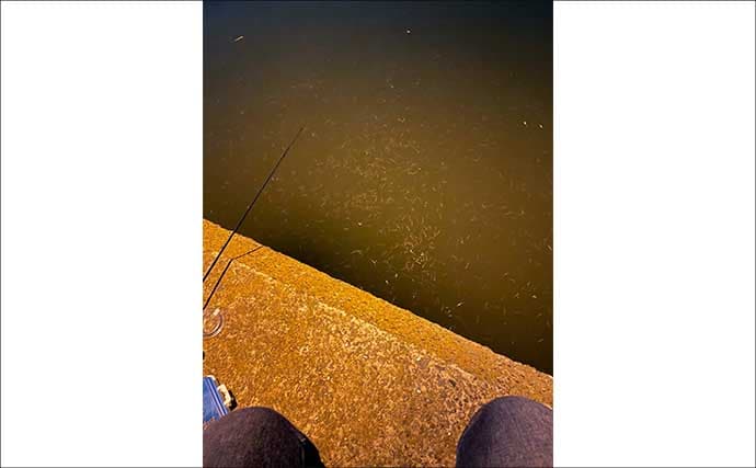 バチ抜けシーズンに大型のシーバスを釣る方法　沈むルアーを活用しよう！