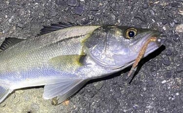 バチ抜けシーズンに大型のシーバスを釣る方法 沈むルアーを活用しよう!