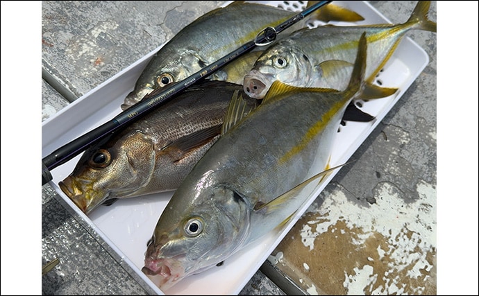 「ヒットする魚のサイズが年々アップしてる?」沖釣り最難関クラスのシマアジ釣況の変化を名手が分析