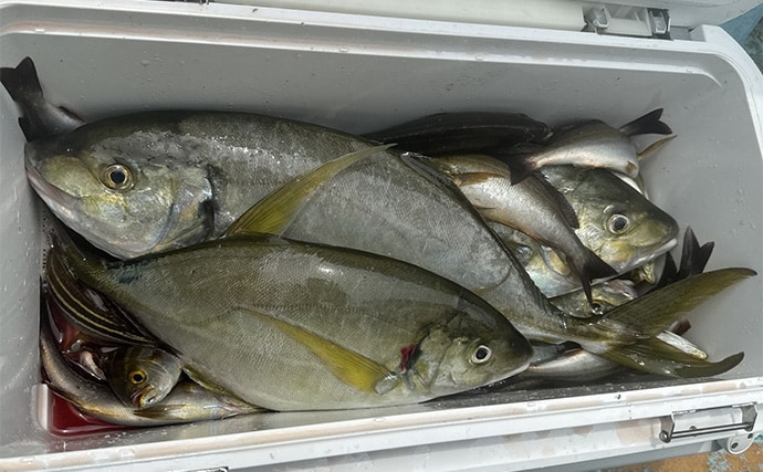 「ヒットする魚のサイズが年々アップしてる?」沖釣り最難関クラスのシマアジ釣況の変化を名手が分析