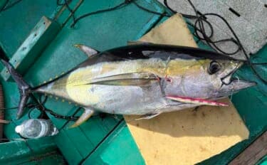 「諦めたら試合終了？」 トンジギ釣行のラスト1投で30kg超えキハダマグロ浮上