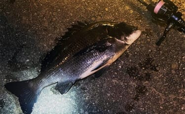 「2025年もあとわずか」 ルアー釣り愛好家が今年の釣り目標を振り返ってみた