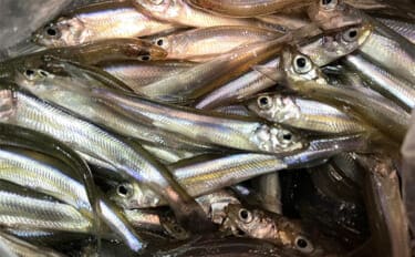 ライトソルトロッドを流用して陸っぱりワカサギ釣りに挑戦してみた