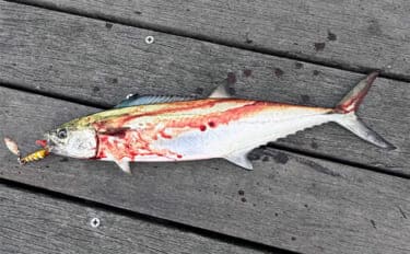 大阪湾奥LSJ釣行で45cm級サゴシ3本手中【泉大津】TGジグのストップ&ゴーで連発