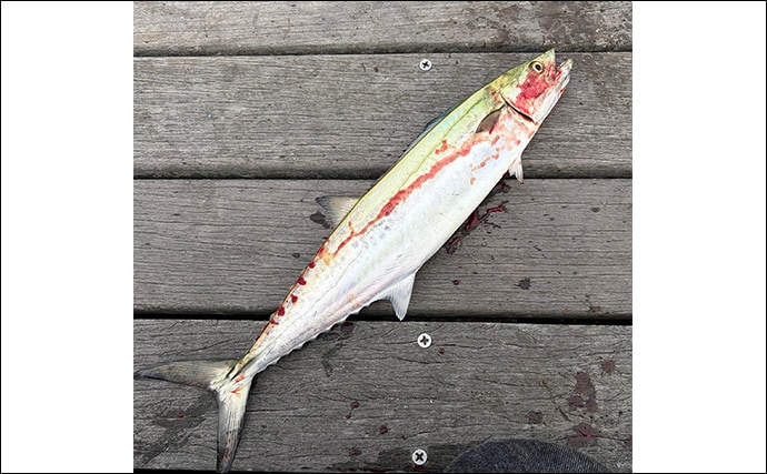 大阪湾奥LSJ釣行で45cm級サゴシ3本手中【泉大津】TGジグのストップ&ゴーで連発