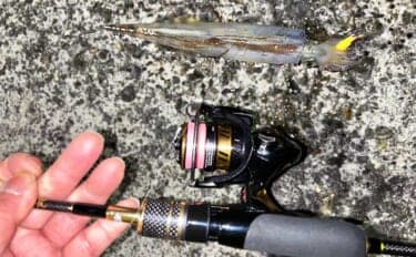 アジングタックルでヤリイカが連発！【熊本】誘いも感度も想像以上にバッチリ