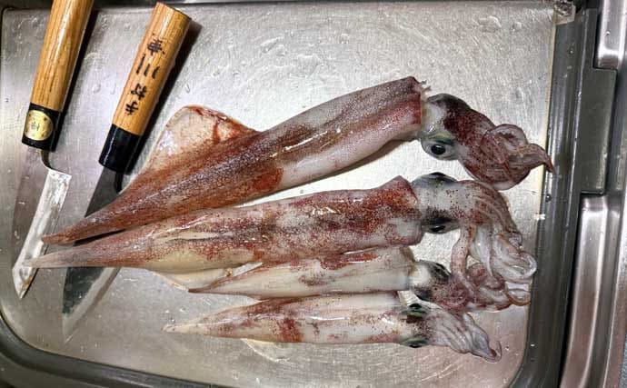 アジングタックルでヤリイカが連発！【熊本】誘いも感度も想像以上にバッチリ