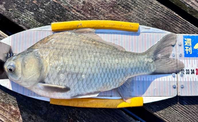 今週のヘラブナ推薦釣り場2025【静岡・早霧湖】