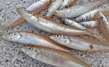 孫と一緒にチョイ投げ釣りで笑顔満開【静岡・南伊豆田牛港】冬でも短時間でシロギス8尾手中