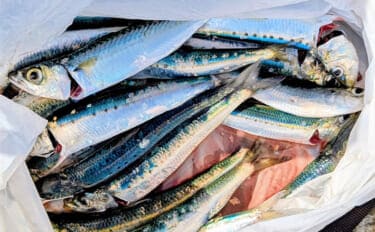 堤防サビキ釣りでマイワシが入れ食い!【宮城・女川】サイズは20cm級と良型