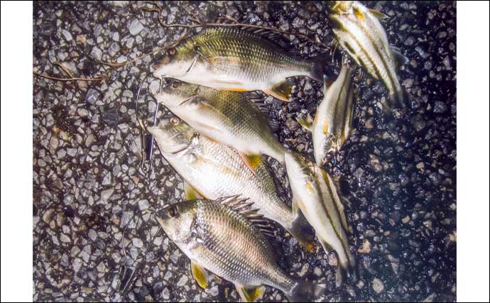 霞ヶ浦ふ頭周辺のブッコミ釣りでキビレ＆コトヒキ連発！【三重】新ポイント開拓に成功