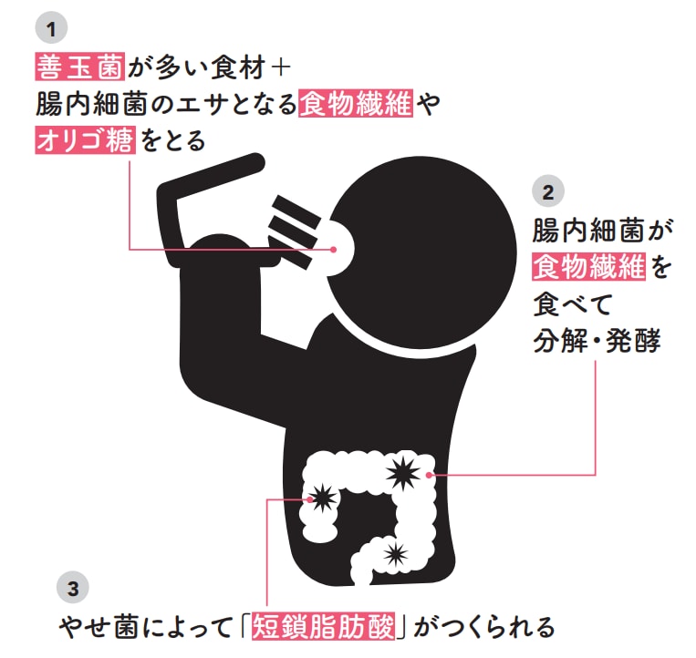 やせ菌がつくる「短鎖脂肪酸」の増やし方【1週間で勝手に-10歳若返る体になるすごい方法】