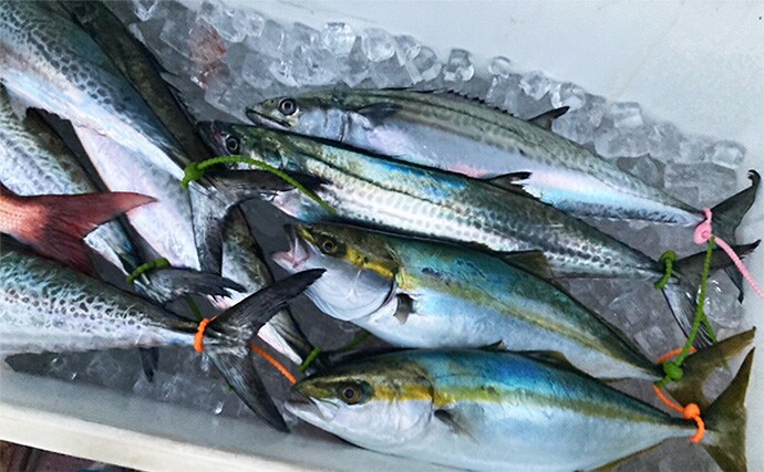 奥伊勢湾のサワラキャスティングゲームで60cm本命と対面成功　ブレード付きジグにヒット