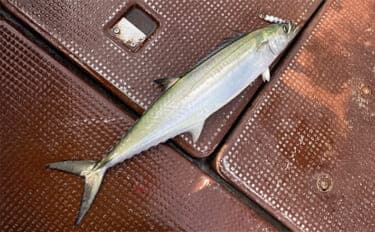 奥伊勢湾のサワラキャスティングゲームで60cm本命と対面成功　ブレード付きジグにヒット