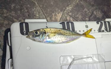 個人開催の良さがつまった「浜名湖アジング大会」ってどんな釣り大会？