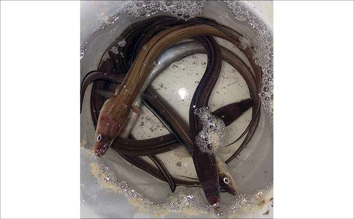 「冬は陸っぱりアナゴ釣りの季節！」 用意しておきたいブッコミ釣り用のエサ4選