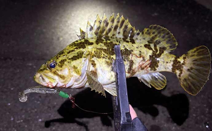 チニングで釣れるゲスト魚たち　魚種に固執せず楽しむのがベター