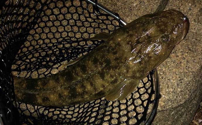 チニングで釣れるゲスト魚たち　魚種に固執せず楽しむのがベター