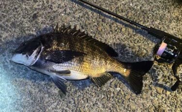 チニングで釣れるゲスト魚たち 魚種に固執せず楽しむのがベター