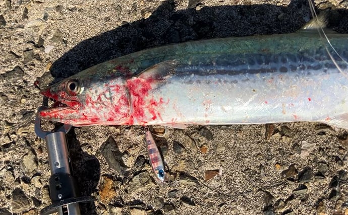 大阪湾陸っぱりルアー釣行で70cmサワラ浮上！【大阪南港魚つり園】昼でもチャンスあり