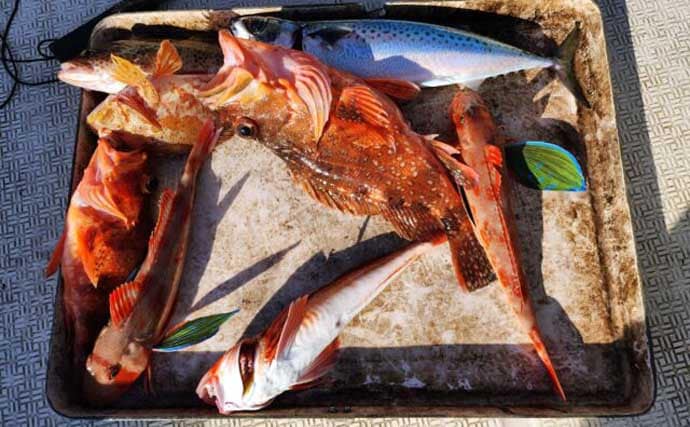 【沖釣り釣果速報】寒ビラメシーズン本格化！泳がせ釣りで座布団サイズ登場（三重）